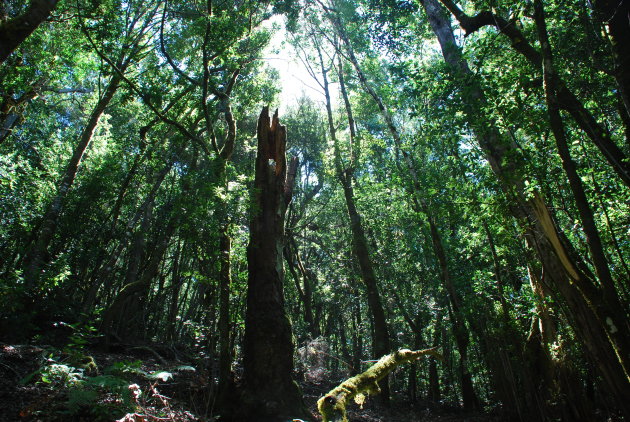 Oerbos van La Gomera