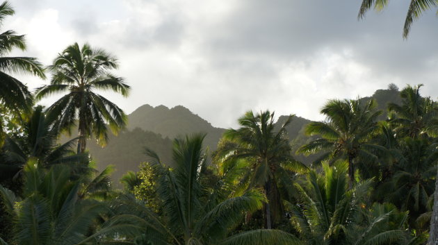 Jungle van Rarotonga