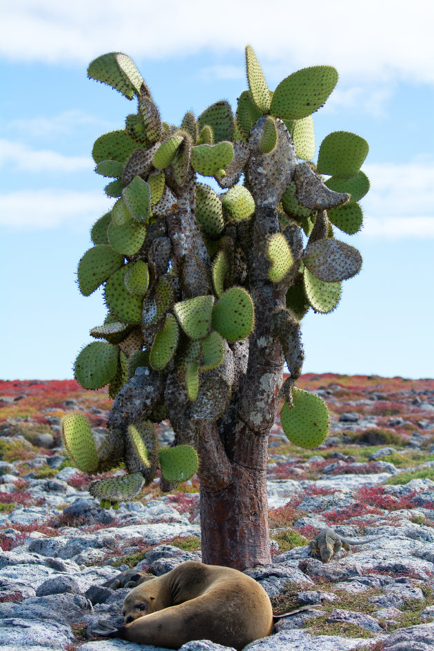 Het verhaal van de cactus, zeeleeuw en de hagedis