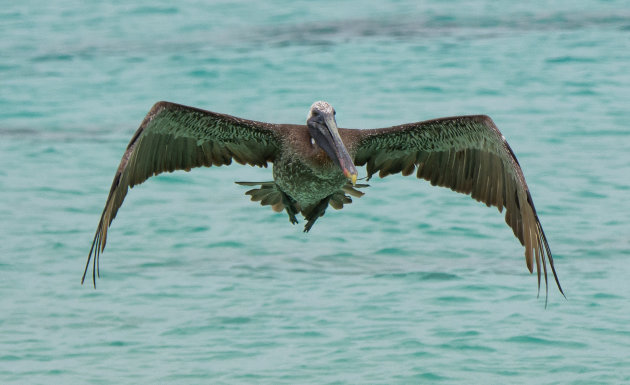 Bruine pelikaan vliegt mijn lens binnen