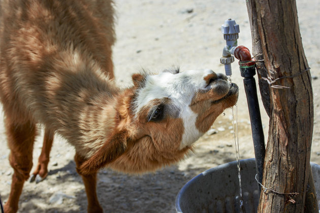 Dorst 