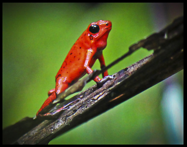 Aardbeikikker