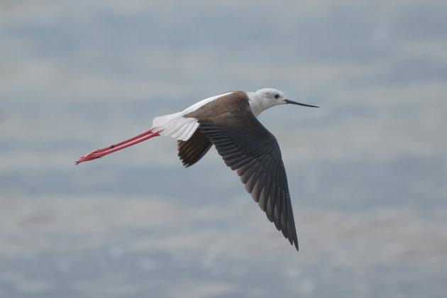 Black-winged stilt