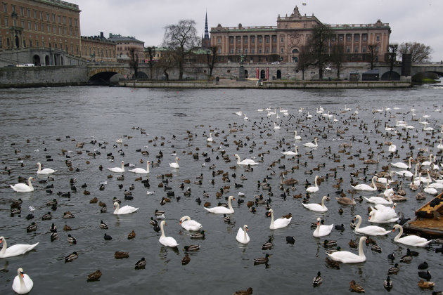 Zwemvogels