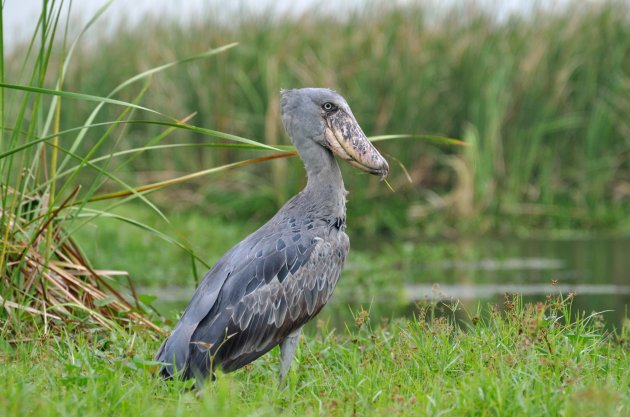 Schoenbek ooievaar