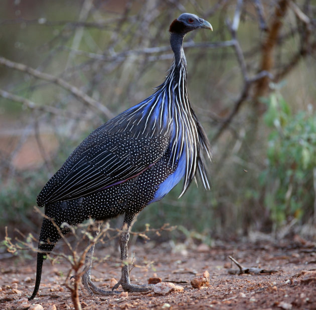 Vulturine guineafowl