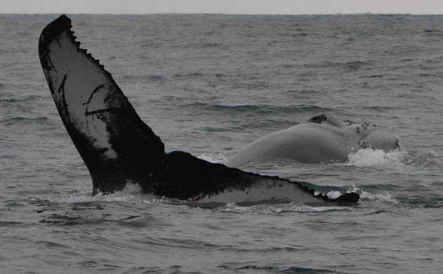 Spelende bultruggen in Husavik