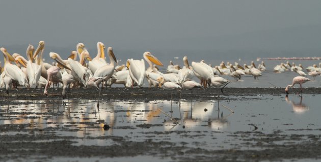 Lake Nakuru 