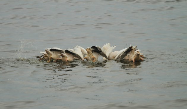 Lake Nakuru