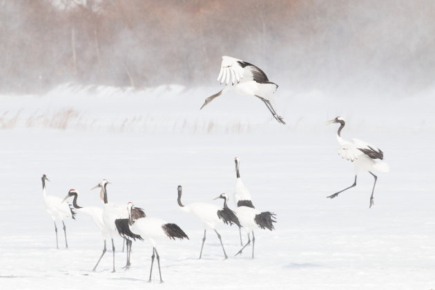 Balts van Japanse kraanvogels in een sneeuwstorm