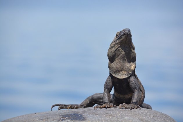 Iguana