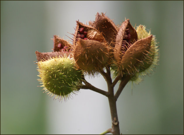 Bloemenparadijs