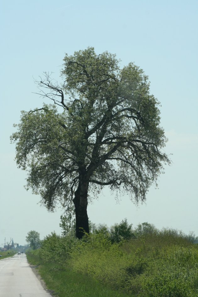 mijn boom