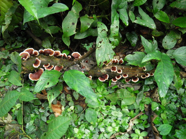 Paddestoelen in het Korup National Park