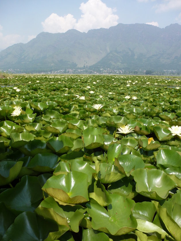 Waterlelies Dal Lake