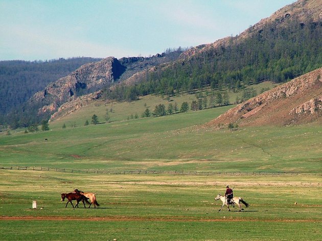 Paarden drijven