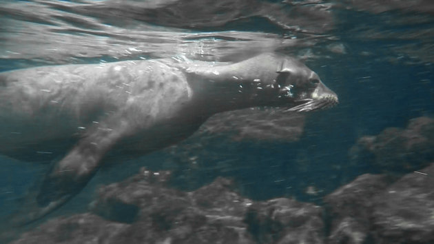 Close encounter met een zeeleeuw