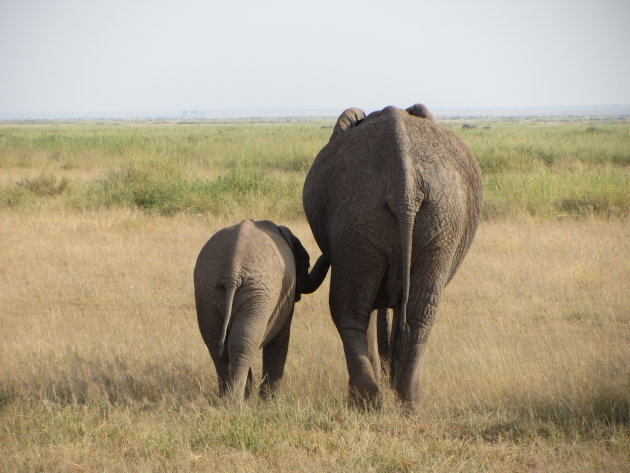 Kind en moeder olifant