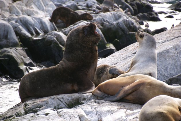 Manenrob op Isla de los Lobos 