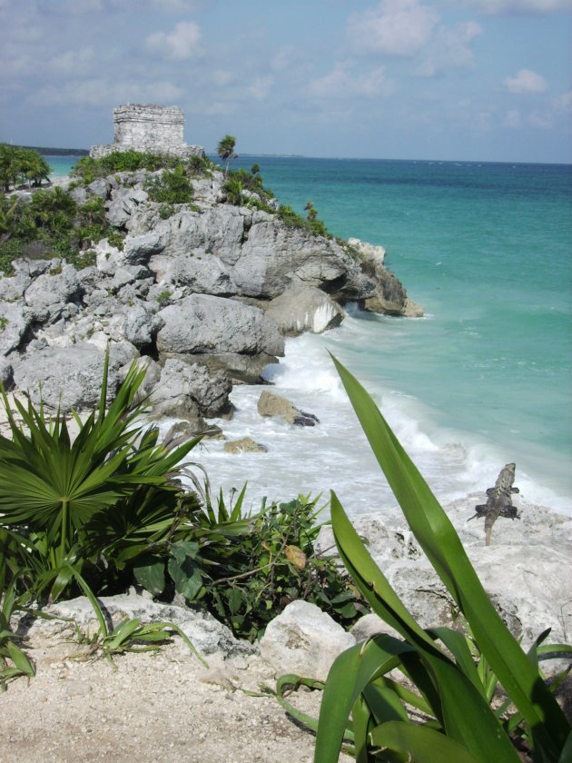 Leguaan met uitzicht op ruine Tulum