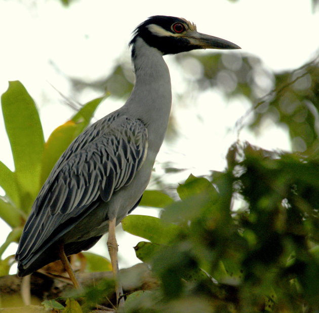 Yellow-crowned Night-Heron