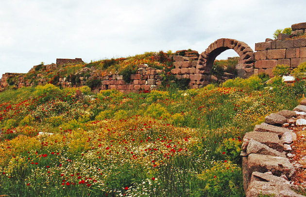 Klaprozen in Pergamon