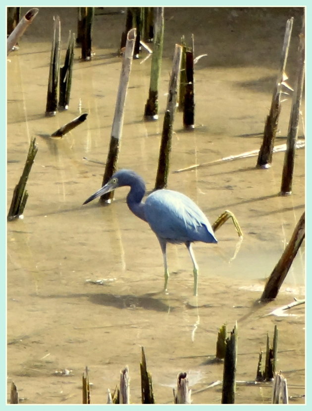 Blauwe reiger