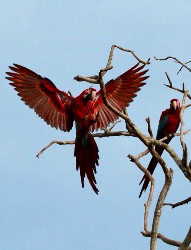 Rood-blauwe ara