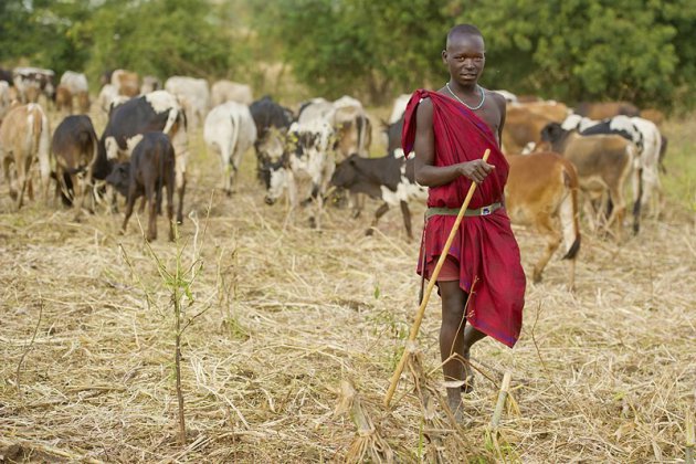 masai en zijn dieren