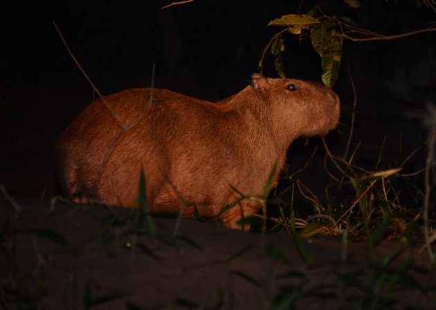 Capibara