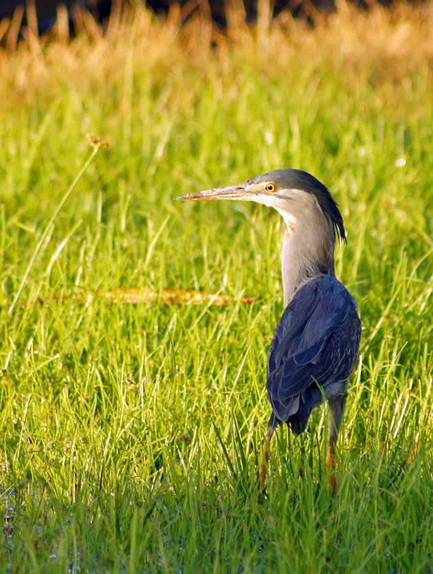 Reiger in avondzon