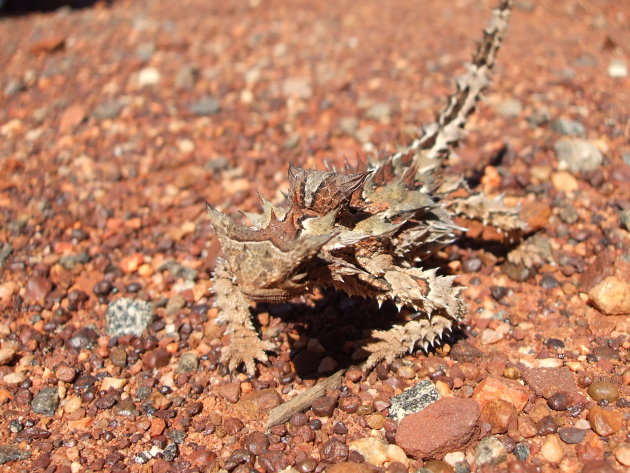 Een Thorny Dragon steekt over!