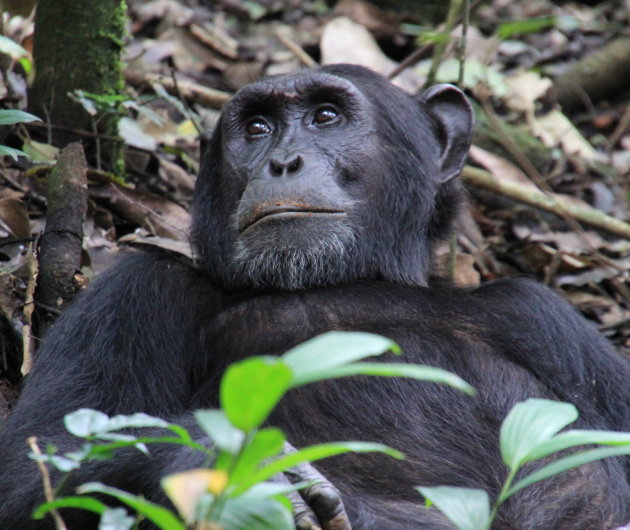 Kibale Forest