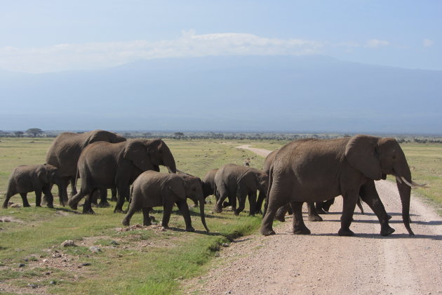 Olifanten in het Amboseli NP