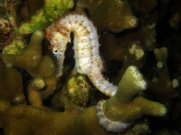 seahorse