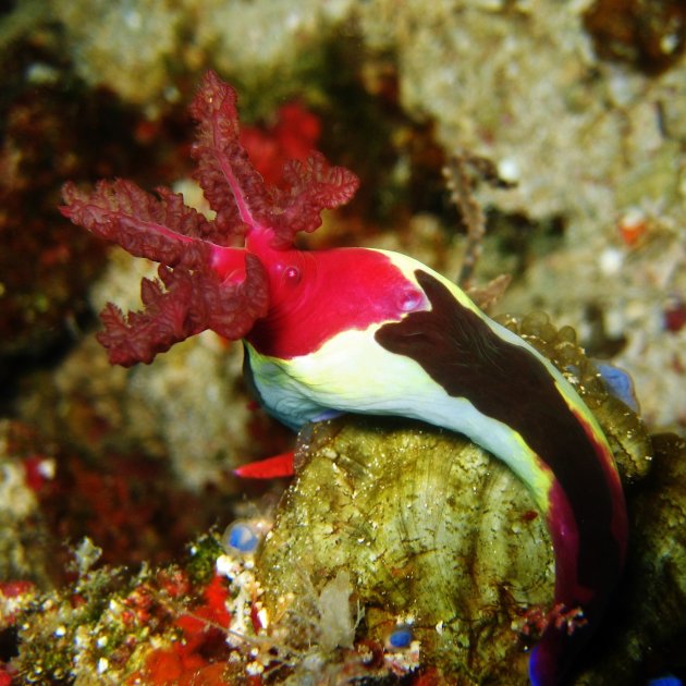 Nembrotha chamberlaini