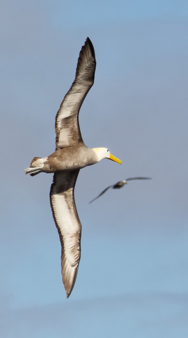 Kruisende Galapagos Albatrossen  op Española Island