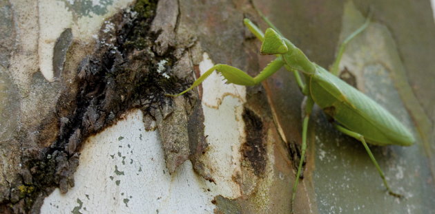 Hoog in de boom