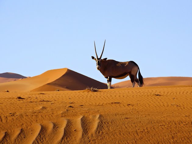 Gemsbok in de duinen