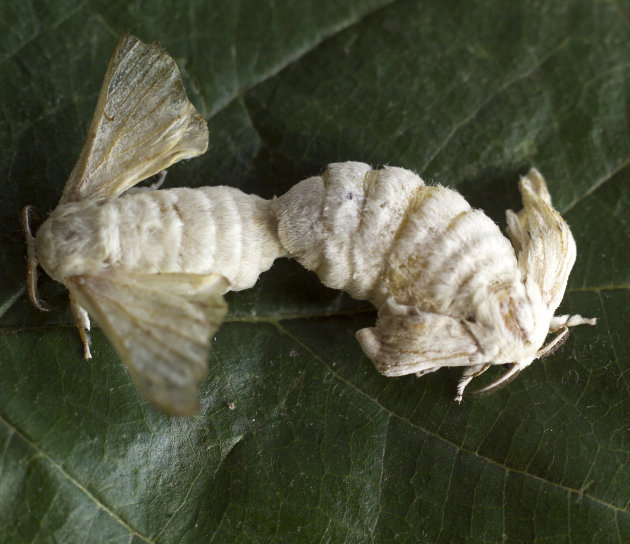 zijde rups op blad van de moerbij boom