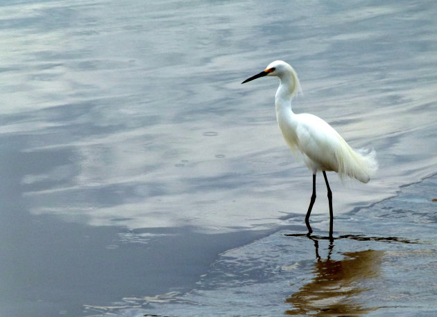 amerikaanse kleine zilverreiger