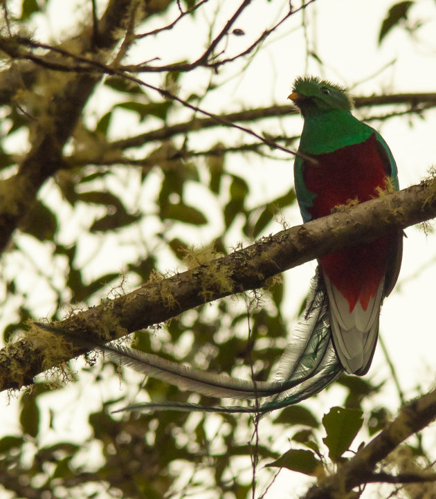 Quetzal 2