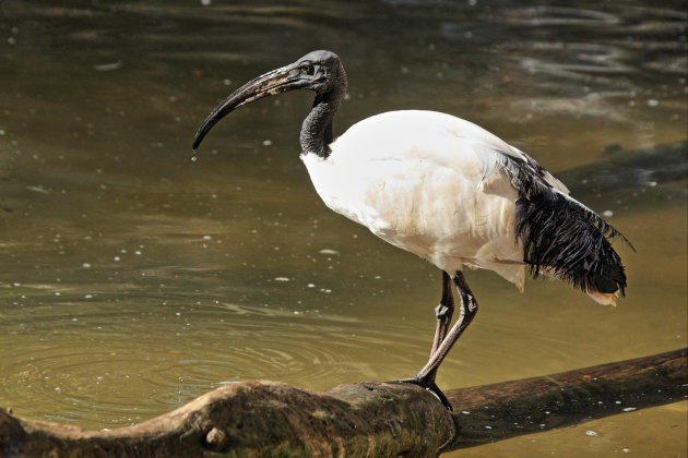 Sacred ibis