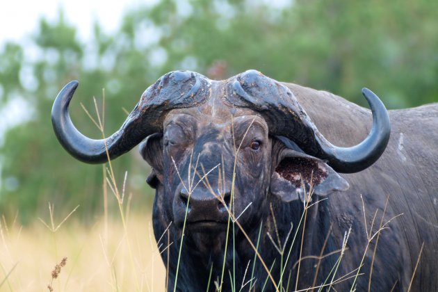 gefrustreerde buffel