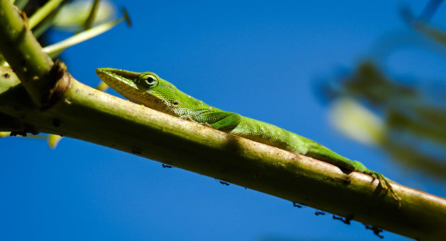 Groene Hagedis