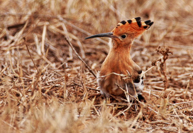 Afrikaanse hoopoe