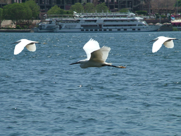 Koereigers boven de Nijl