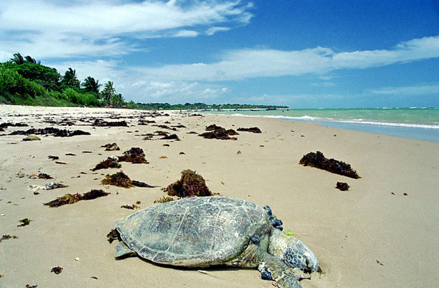 Gestrande zeeschildpad