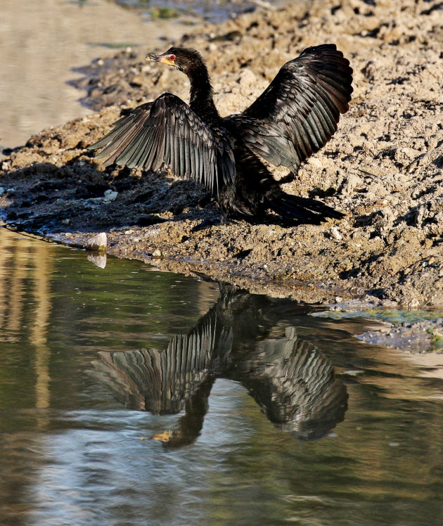 Spiegelbeeld