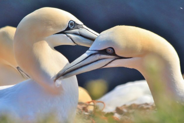 Pluk me (Helgoland)